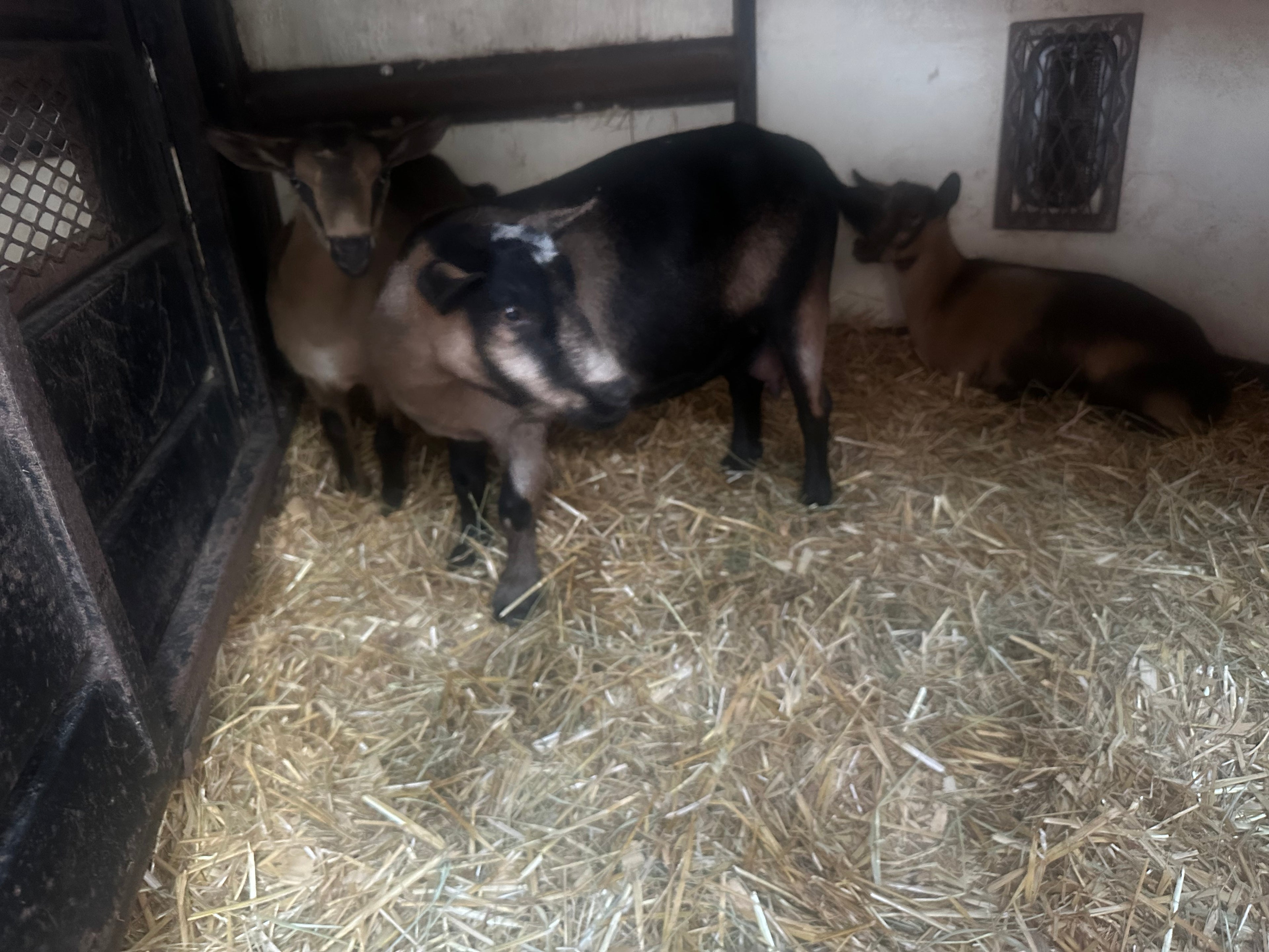 Nigerian Dwarf Registrable Kids